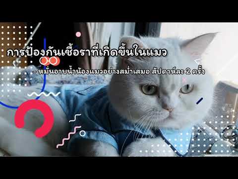 วีดีโอ: พิษสังกะสีฟอสไฟด์ในแมว