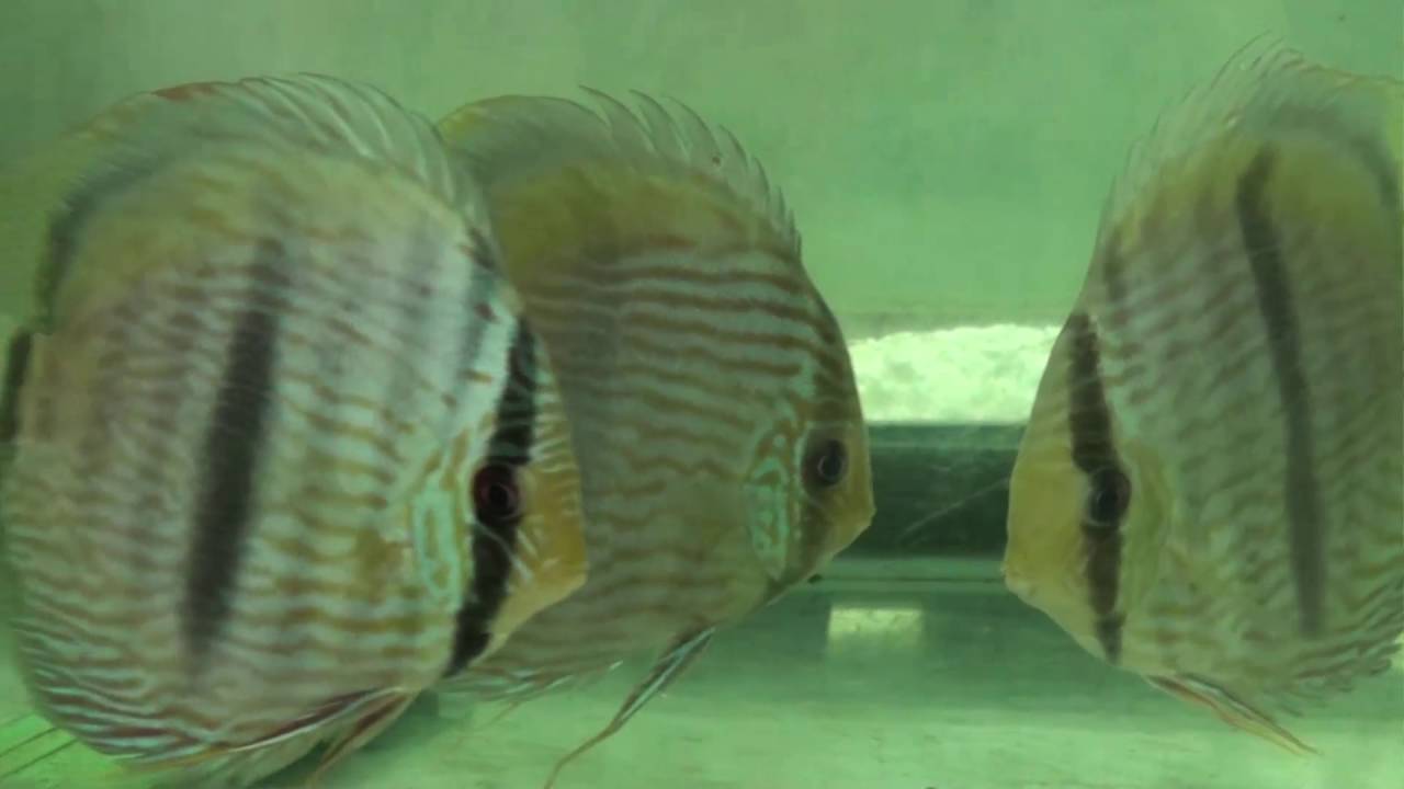 Wild Discus Fish for sale from Wattley Discus YouTube