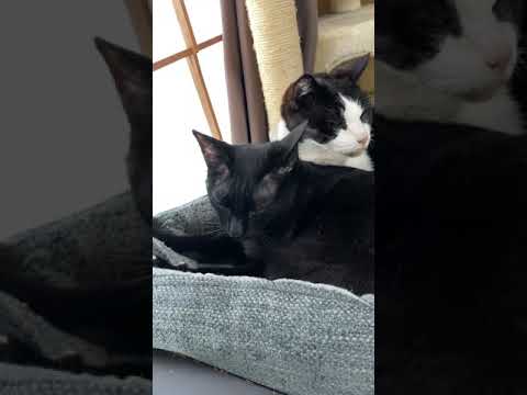 猫ふみ - Two male cats - #Shorts