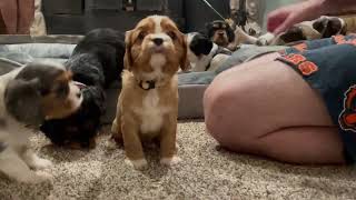Letting 14 Puppies Loose in the House! by Red Barn Cavaliers 2,678 views 6 months ago 2 minutes, 56 seconds