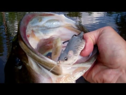 Big Bass Eats Topwater Mouse!