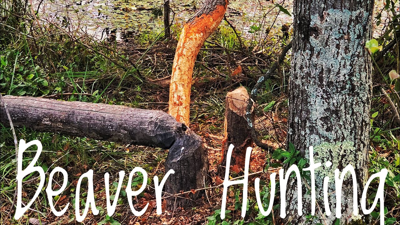 Beaver Hunting 6.5 Grendel YouTube