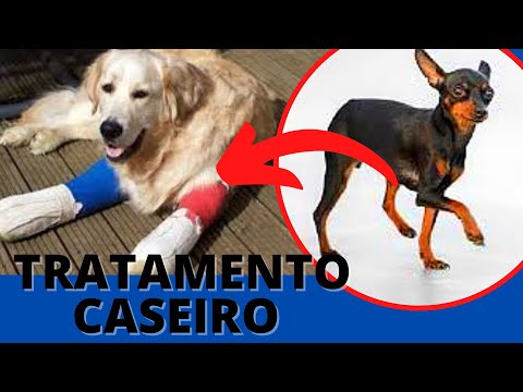 Vídeo: Cachorrinho minúsculo com mandíbula quebrada Astounds seu veterinário com poderes super cura