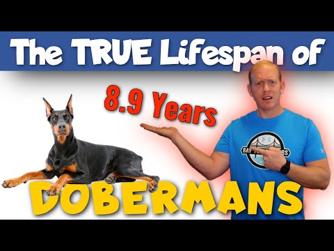 Video: Doberman Pinscher Dog Breed Hypoallergenic, Kalusugan At Life Span