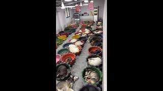 homeless-dogsの配信のサムネイル画像