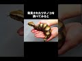 幻のUMAツチノコの秘密🤫暴露します🔥