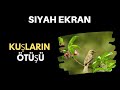 Kuşların ötüşü | Siyah Ekran ⚫🐦 [ASMR Beyaz Gürültü] Uyumak için 10 saat