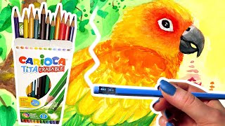 Do These ERASABLE Colored Pencils Work? Parrot Sketch & United Office Watercolor Painting screenshot 1