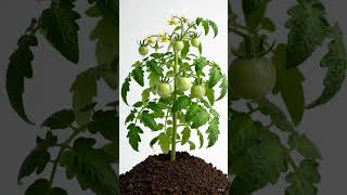 Seed → Full Harvest Journey 🌱➡️🍅#diyprojects #kitchengarden #homegardening