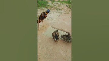 Really unique bird trap easy - quail trap #shorts #shortvideo #youtubeshorts