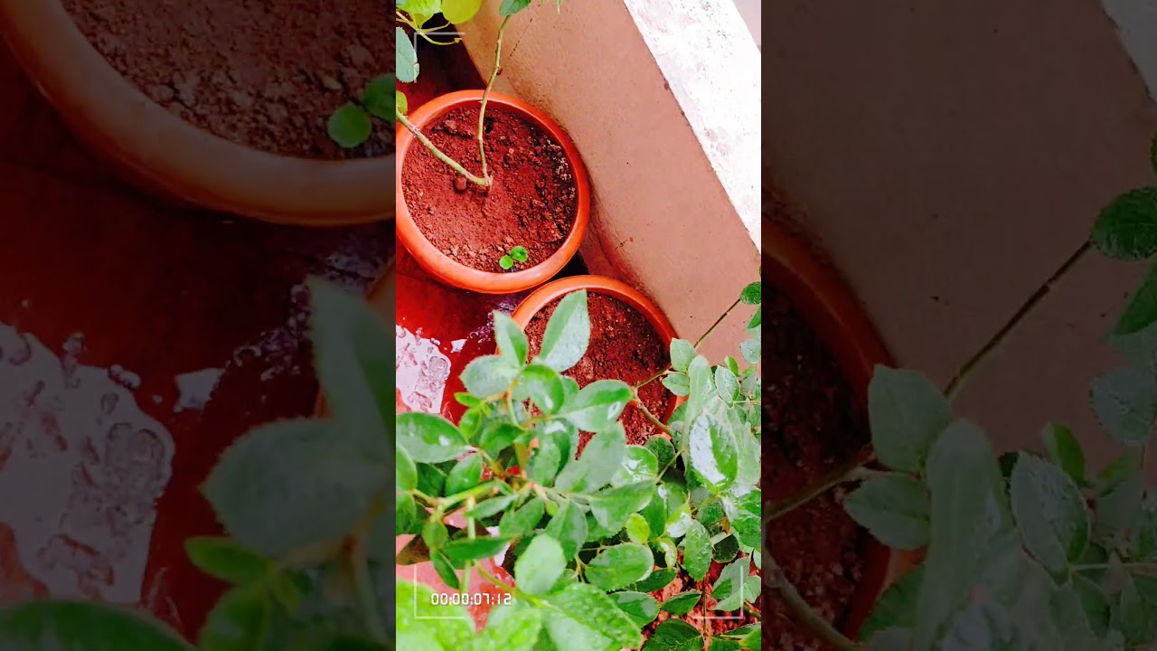 Flowers 🌹 Rose🥀wid water drop 🌧️/nature lover 🏞️ 
