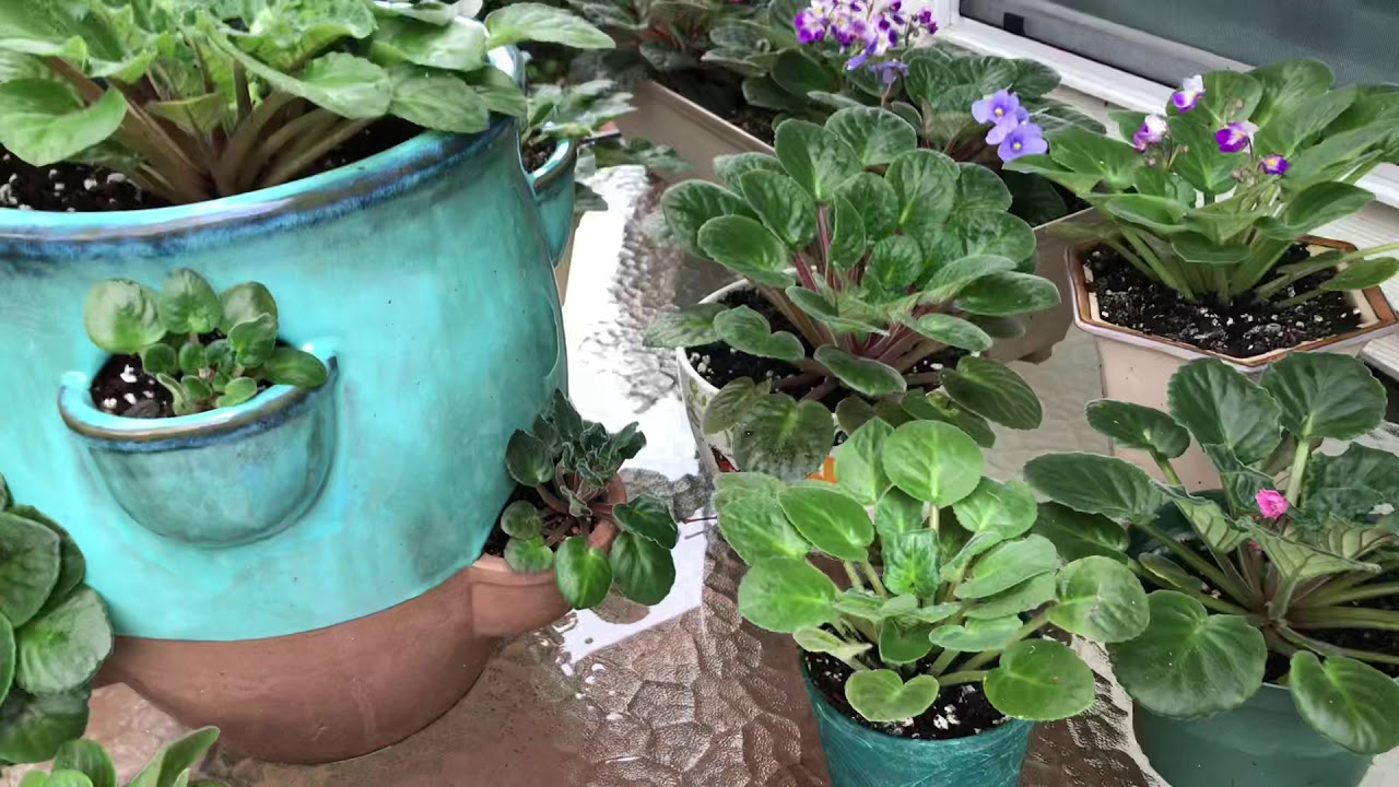 Mis violetas africanas