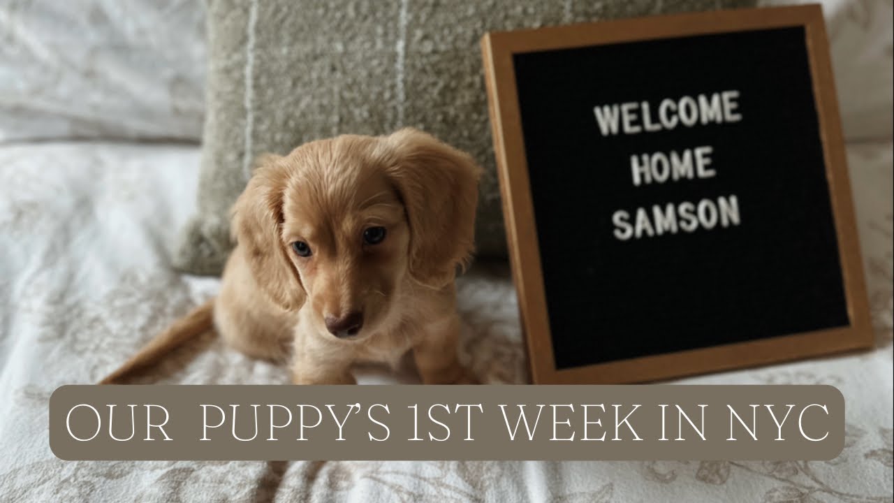 SAMSON DOES NYC | First Full Week With Our New Puppy