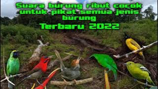 Suara pikat untuk semua jenis burung dijamin ampuh terbaru 2022