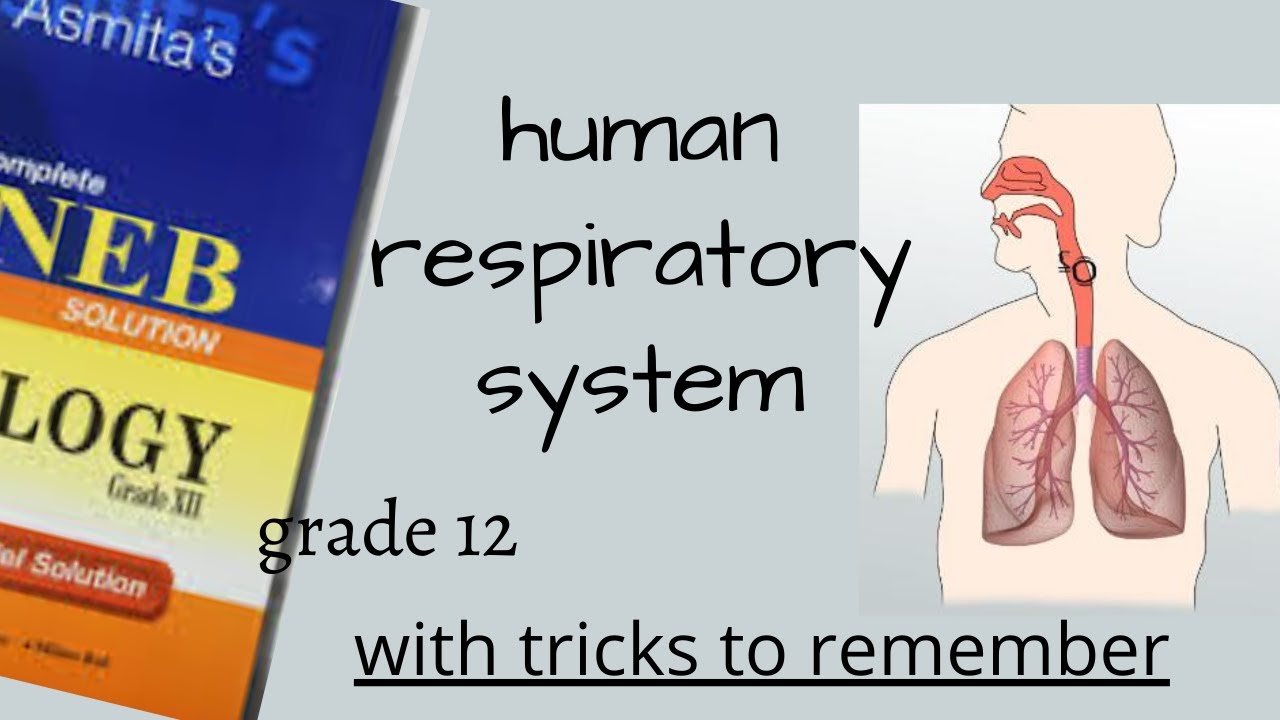 Human Respiratory System in NEPALI for Class 12 { NEB } ZOOLOGY