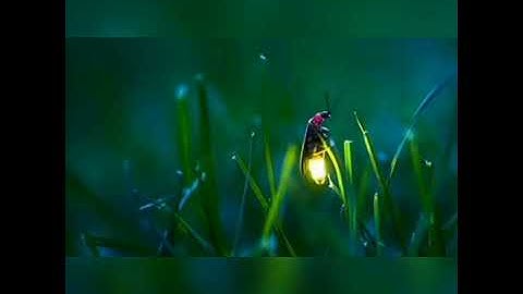 Thumbnail of Minnalai Pidithu - Cut Song