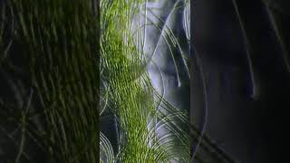 Microscope Lounge | A Soft Window Into Motion