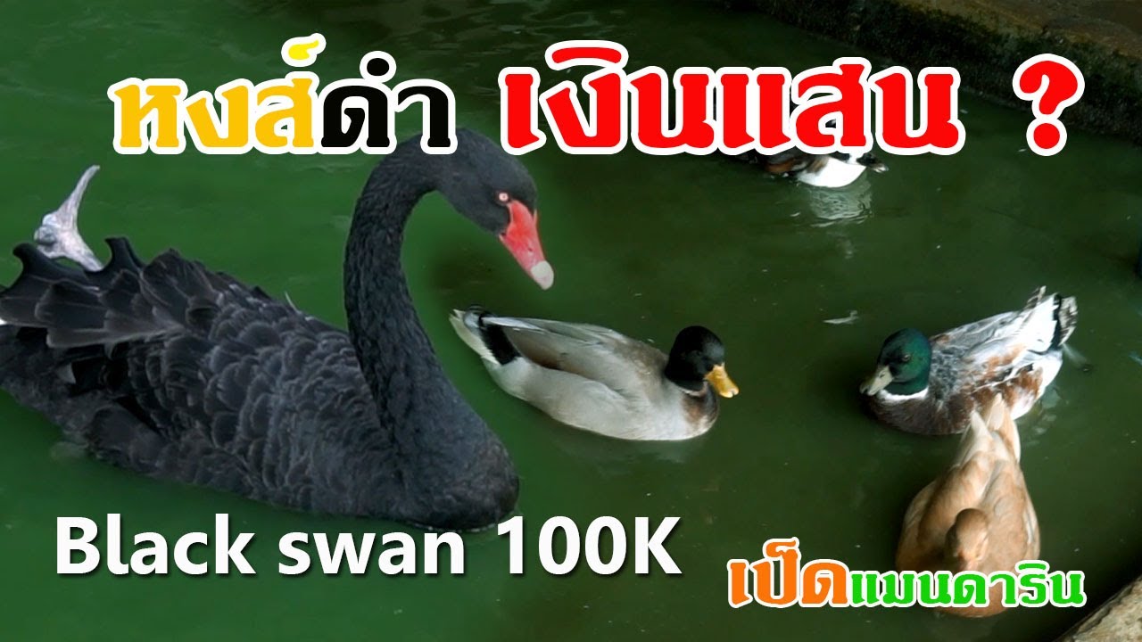 ฟาร์มสัตว์ปีกหงส์ดำลำไทรฟาร์ม [Black swan]