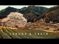 雲出川 と 桜の名松線 │ Kumozu river runs through Misugi town , Mie