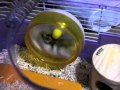 ハムスター大車輪.MOV