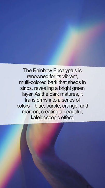 Unveiling the Secrets of the Rainbow Eucalyptus Tree - YouTube
