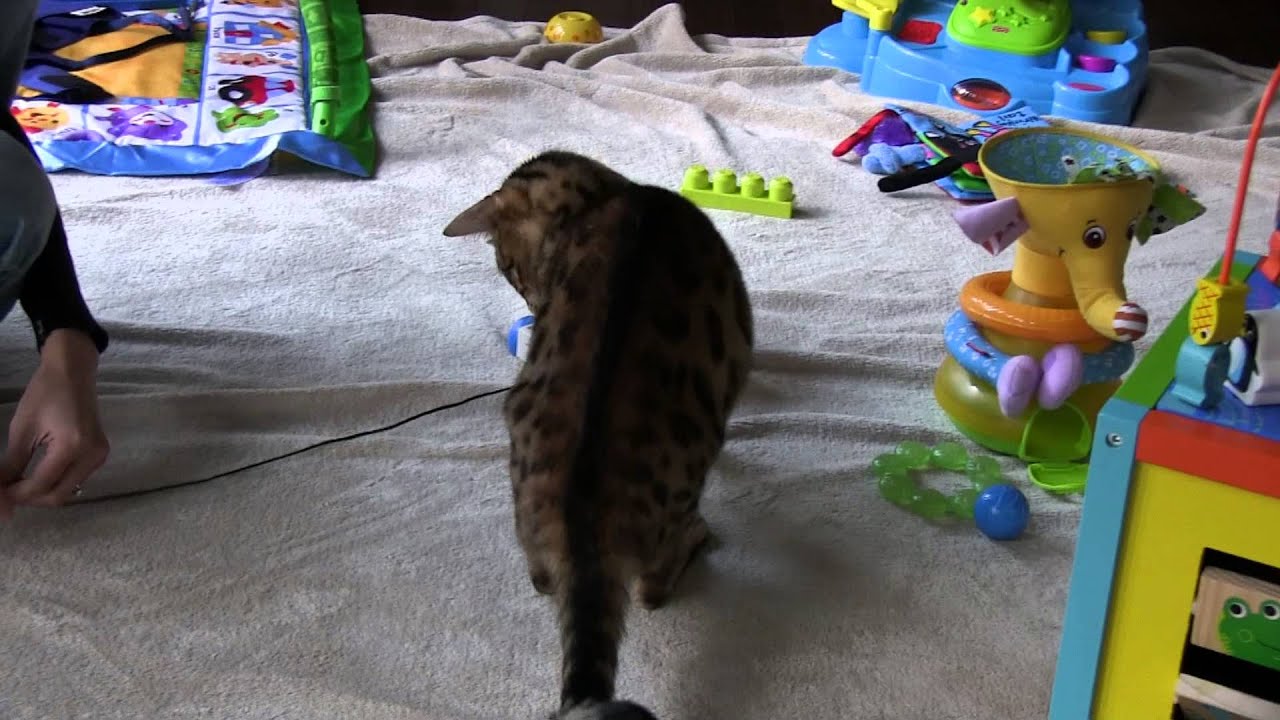 Everyone Wants to Sit in my Lap!! Linus Cat Tips YouTube