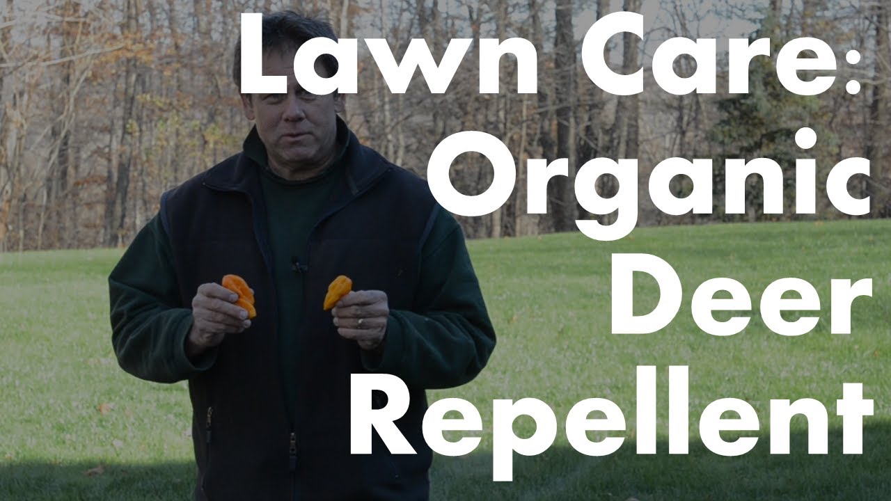 Lawn Care Milford CT Organic Deer Repellent Using Habanero Peppers