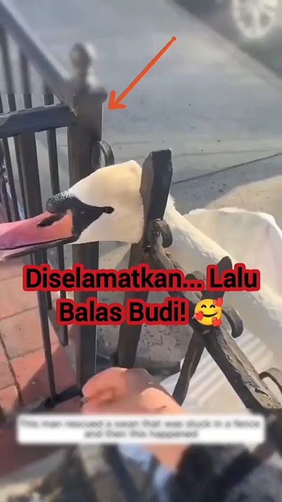 Angsa Ini Tak Pernah Lupa Orang yang Menolongnya… Endingnya Bikin Haru!