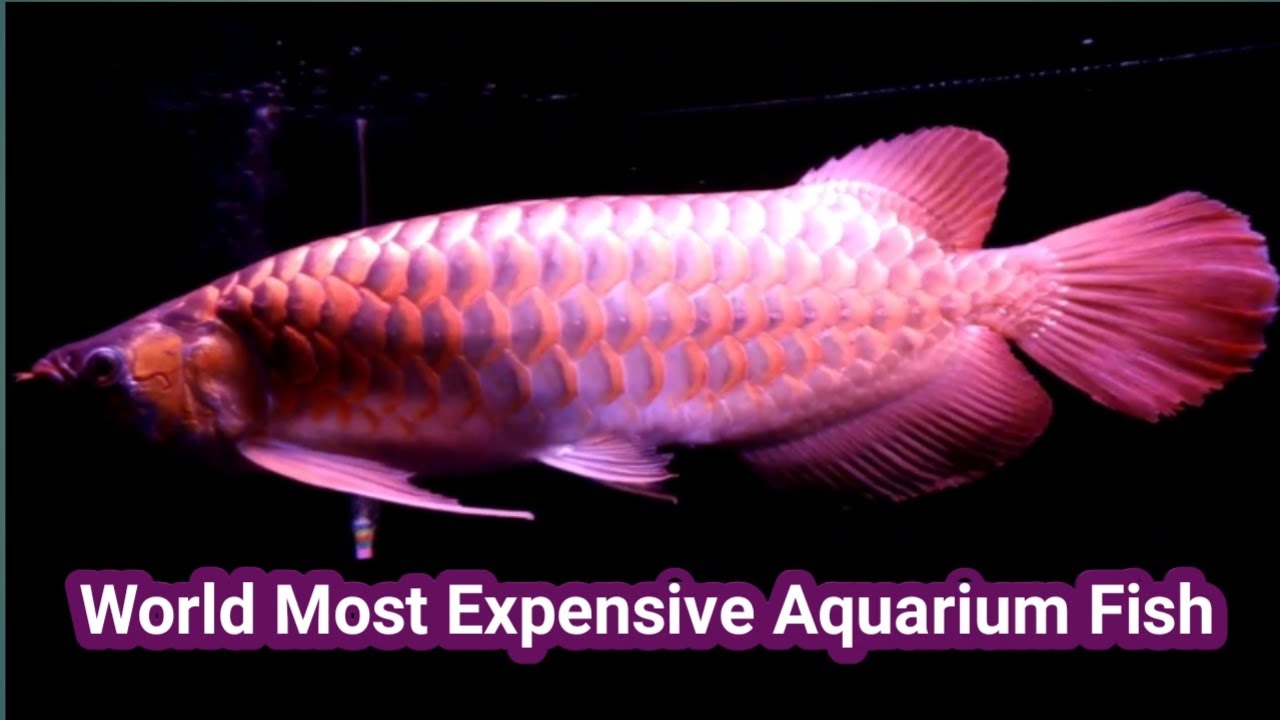 AROWANA The World's Most Expensive Aquarium Fish YouTube