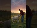 🐑 Incredible Sheep Facts You Didn't Know!