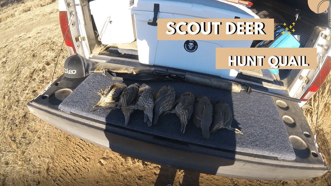 2021 Late Deer scouting Quail hunt
