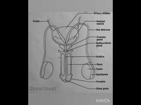 Male Reproductive System - Part 2 - YouTube