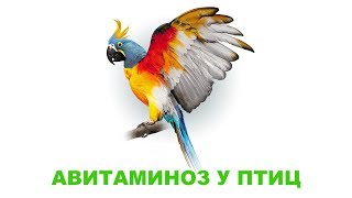 Авитаминоз У Птиц & Симптомы Авитоминоза У Птиц. Ветклиника Био-Вет