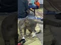 Allah yang maha melapangkan #cat #cats #catlovers #catshorts #catvideos #catmemes #kucing #kitten