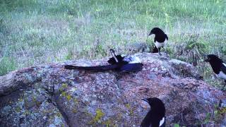 A Magpie Funeral