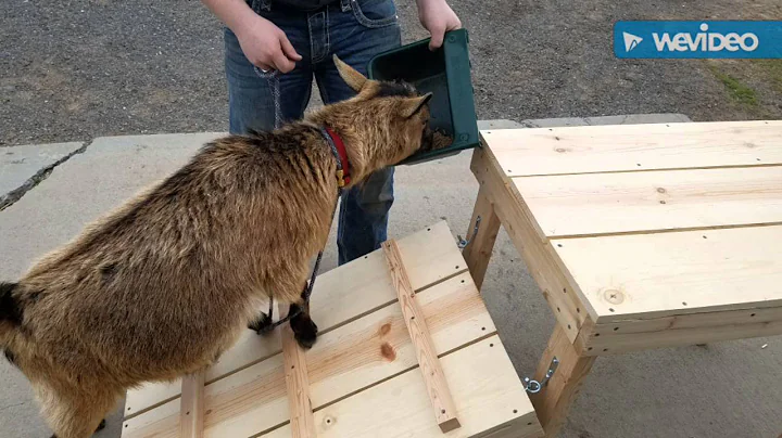 Building a Goat Milking Stand