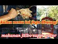 MAKANAN  JALAK KEBO PALING SUSAH DICARI!