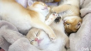 The three little kittens have a good night's sleep, and will probably have beautiful dreams.