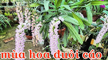 Sự khác biệt giữa lan đuôi cáo cao bằng và lạng sơn, mùa hoa lan đuôi cáo | phong lan rừng pv