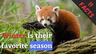 11 (New) Red Pandas Facts You Didn't Know [Must Check #5]