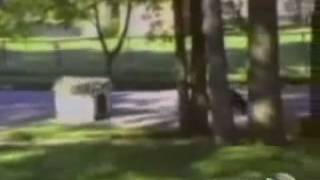 2479funny dog funny