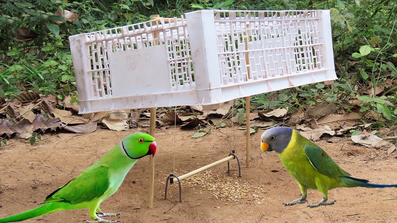 Simple Unique Parrot Trap Make From Smart Basket And Wood - Easy Parrot Bird Trap