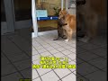 「裏切り者ぉぉ…！」味方だと思った犬に病院へ連れ込まれる猫の絶望 #癒し #adorably #ショート動画 #癒し #ショート動画 #可愛い #可愛い #viral #猫のいる暮らし #cat