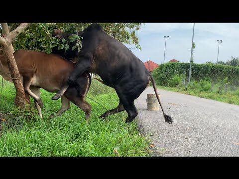 Cow mating success