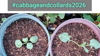 #cabbageandcollards2026 @TNOG511  @backtoourroots  @mikeschaoticgarden
