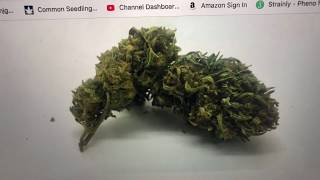 Review of Otto II Franklin from plain Jane