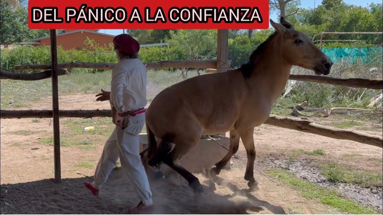 LOGRAMOS LO IMPOSIBLE CON UNA MULA  TRAUMADA  