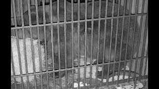 картинка: Медведь Мансур обустраивает себе из соломы мягкую кроватку 🐻 Mansur makes himself a comfy straw bed