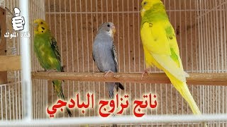 تزاوج بادجي اخضر مع اصفر شاهد ناتج تزاوج البادجي