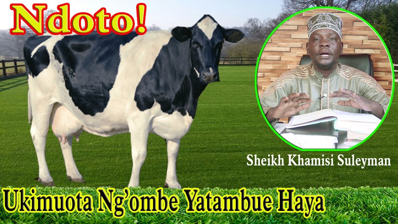Ndoto Ya Ng'ombe, Tafsiri Zake Ni Hizi -  Shekh khamis Suleyman